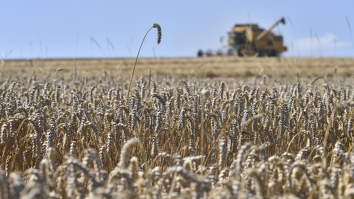 Rusko sklidilo v okupované části Ukrajiny pšenici za miliardu dolarů